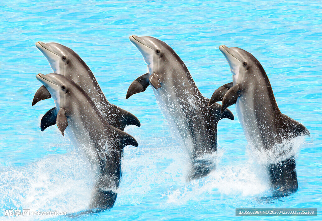 三只海豚跃出蓝色水面