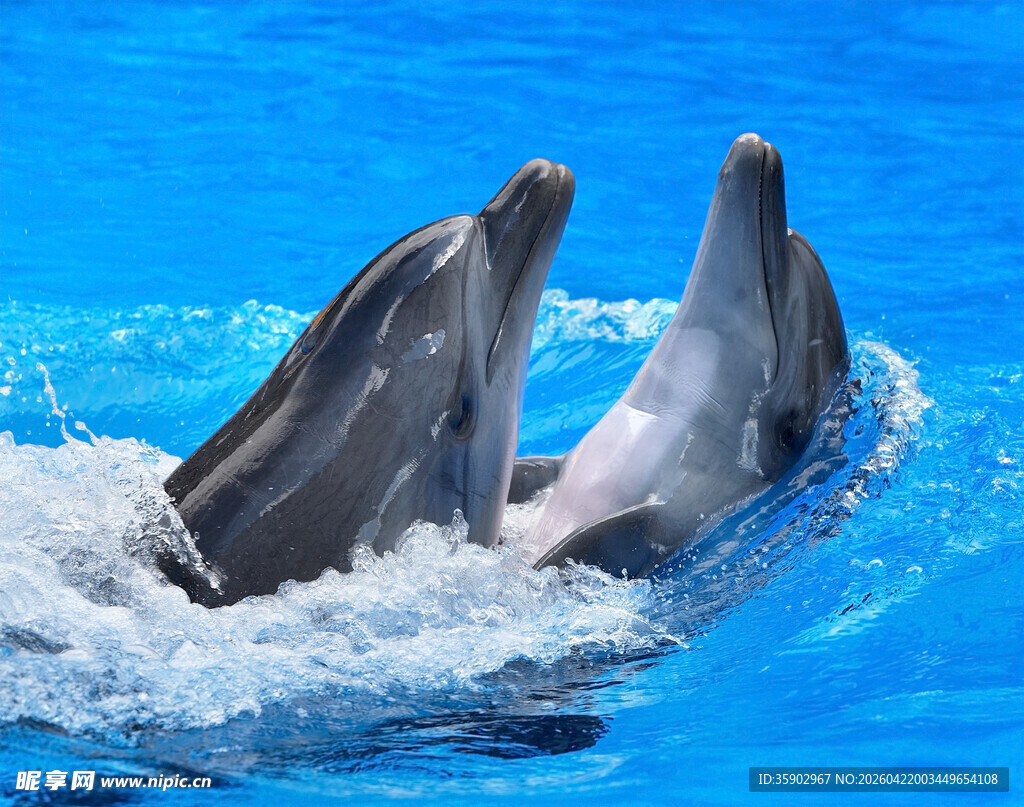 两只海豚跃出蓝色水面