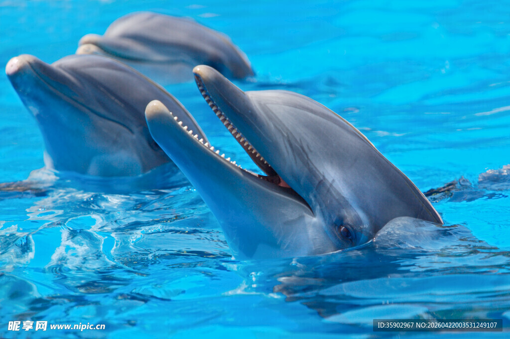 水中嬉戏的欢快海豚