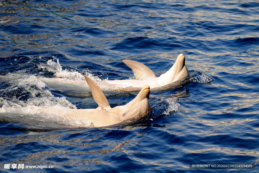 海中嬉戏的两只白海豚