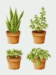 盆栽绿植插画