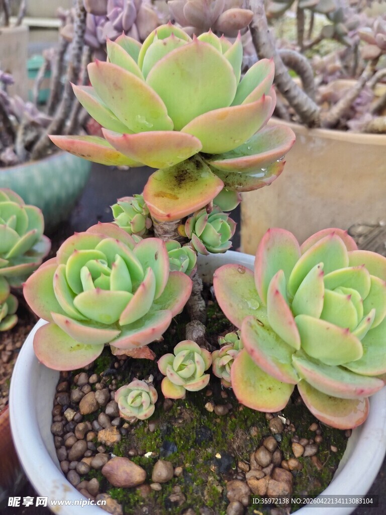 多彩多肉盆栽