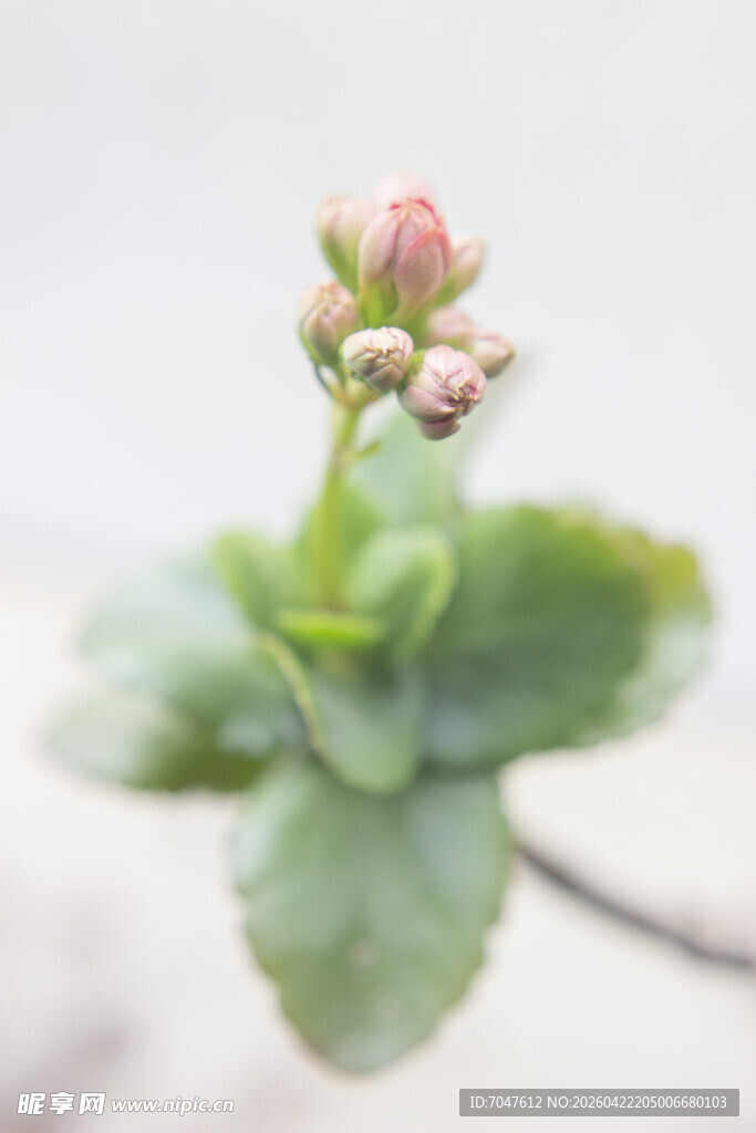 长寿花含苞待放的嫩绿多肉植物