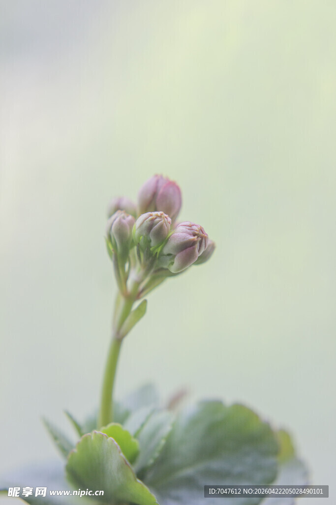 含苞待放的娇艳小花