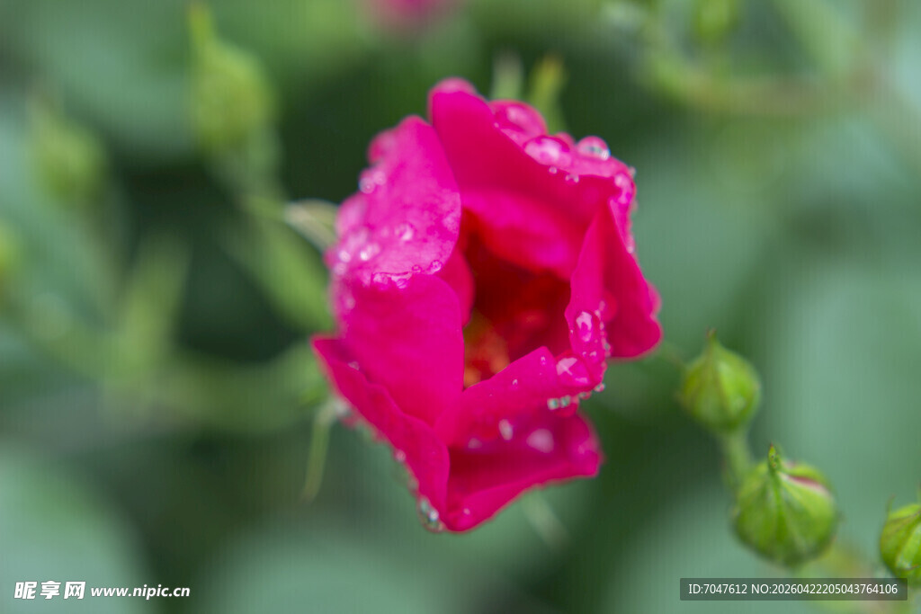 娇艳带露的粉色月季花