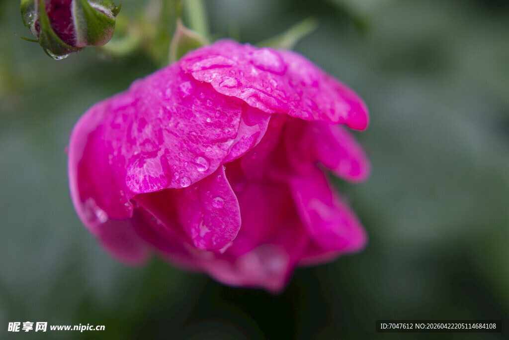 带露的娇艳粉色月季花
