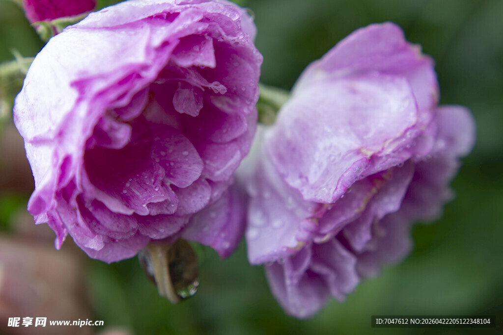 两朵娇艳的紫色月季
