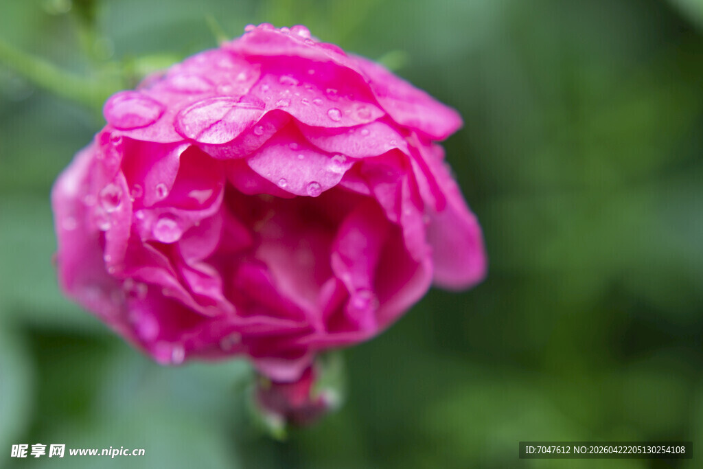 娇艳带露粉色月季花