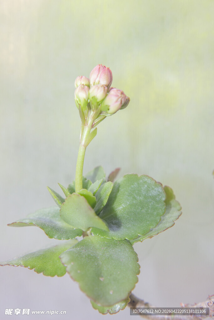 含苞待放的长寿花