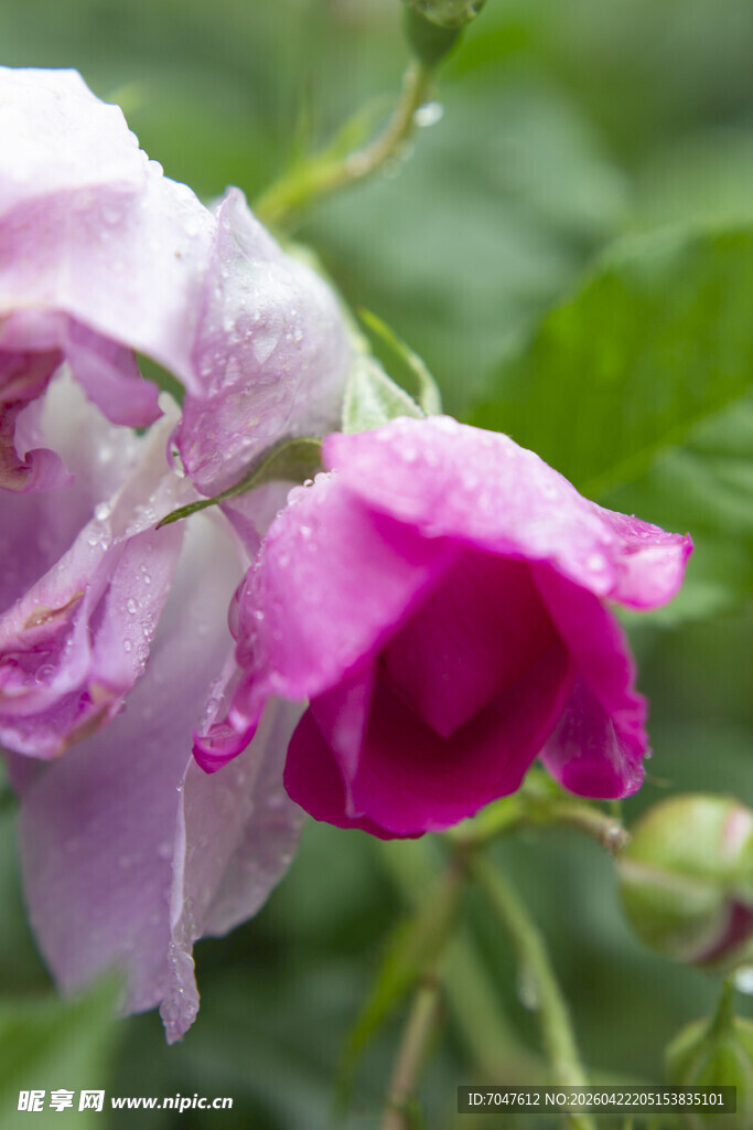 娇艳带露的粉色花朵