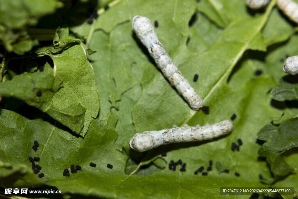 绿叶上的蚕宝宝