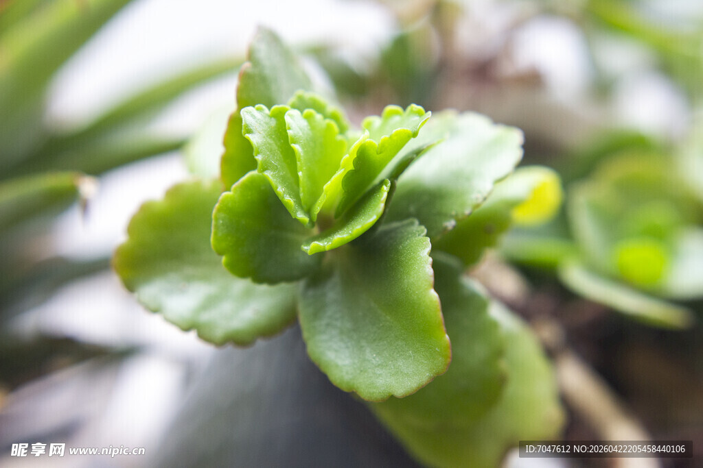 翠绿多肉植物长寿花特写