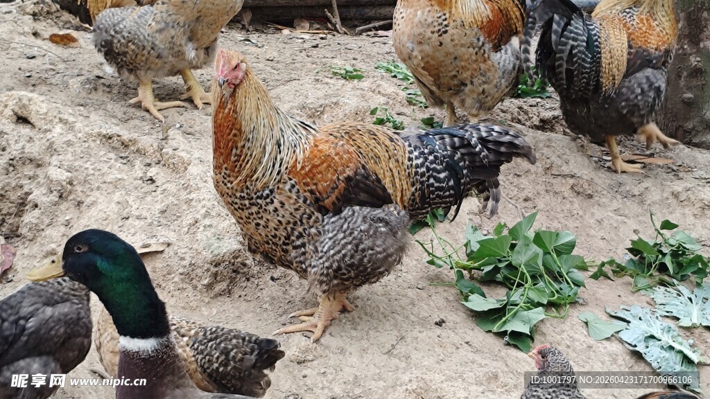 品相蛮好的芦花公鸡