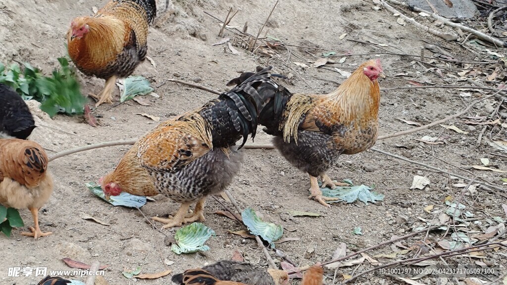 不一样的山上养殖芦花鸡