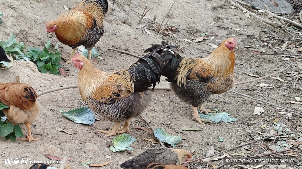 雄纠纠的芦花鸡