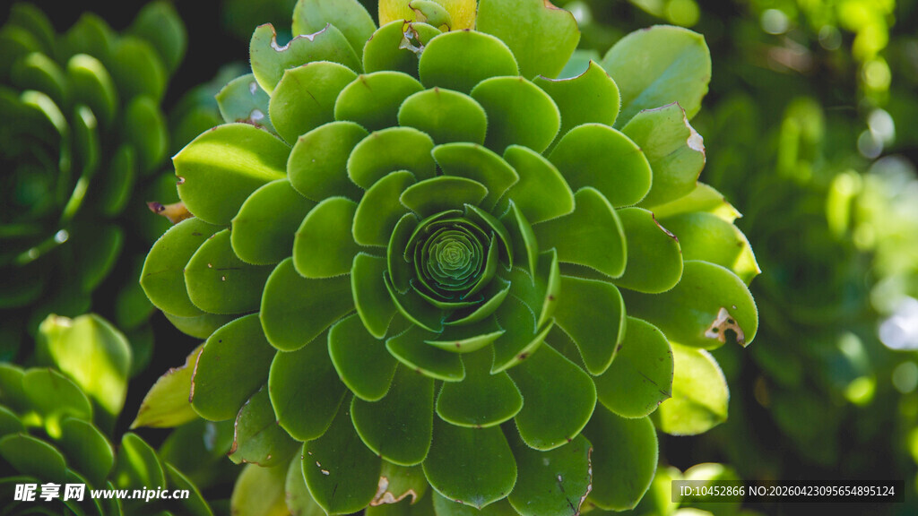 翠绿多肉植物特写