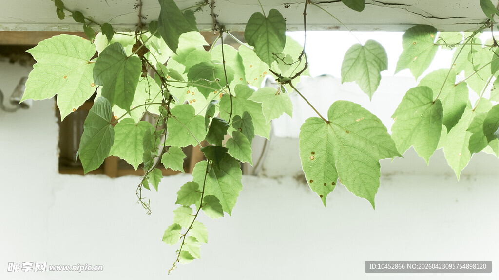 翠绿藤蔓植物垂挂景象
