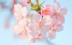 粉嫩樱花绽放
