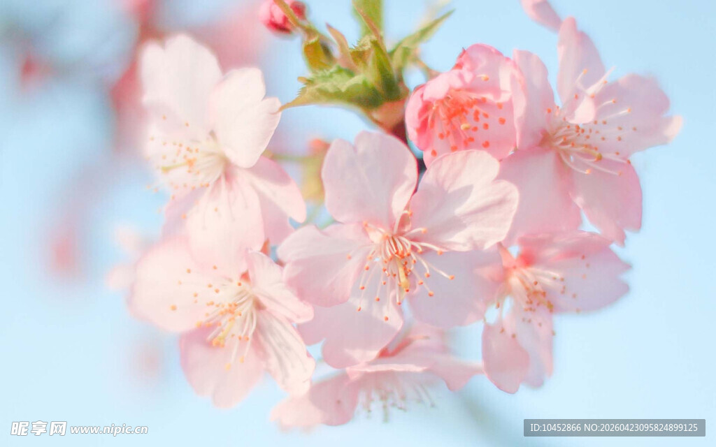 粉嫩樱花绽放