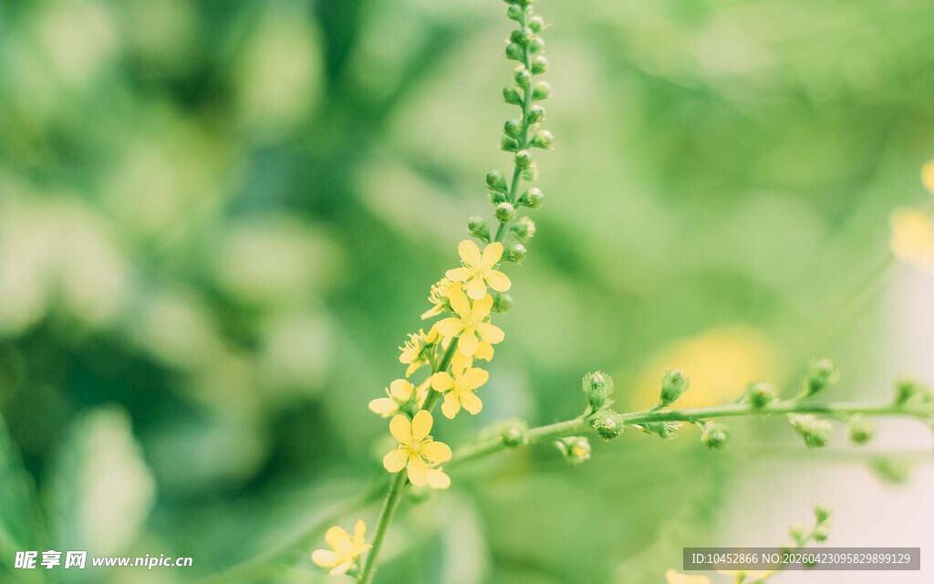黄色小花植物清新特写