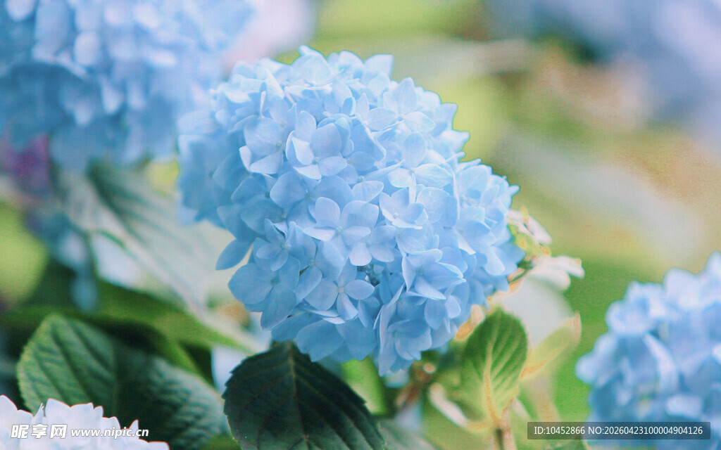 蓝绣球花绽放