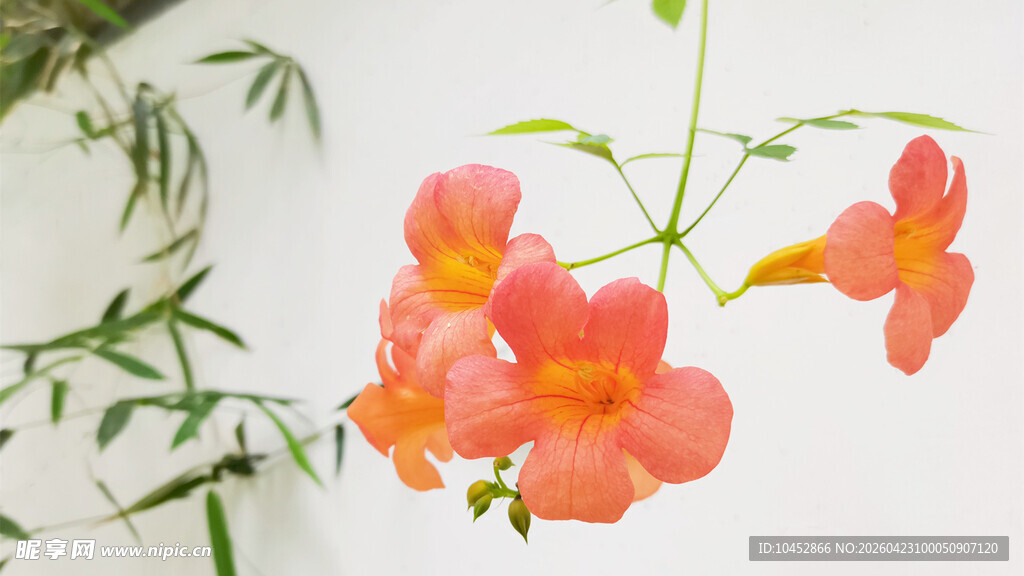 娇艳凌霄花绽放