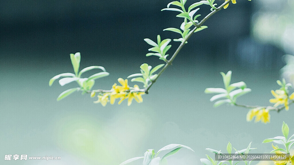 枝头绽放的黄色小花
