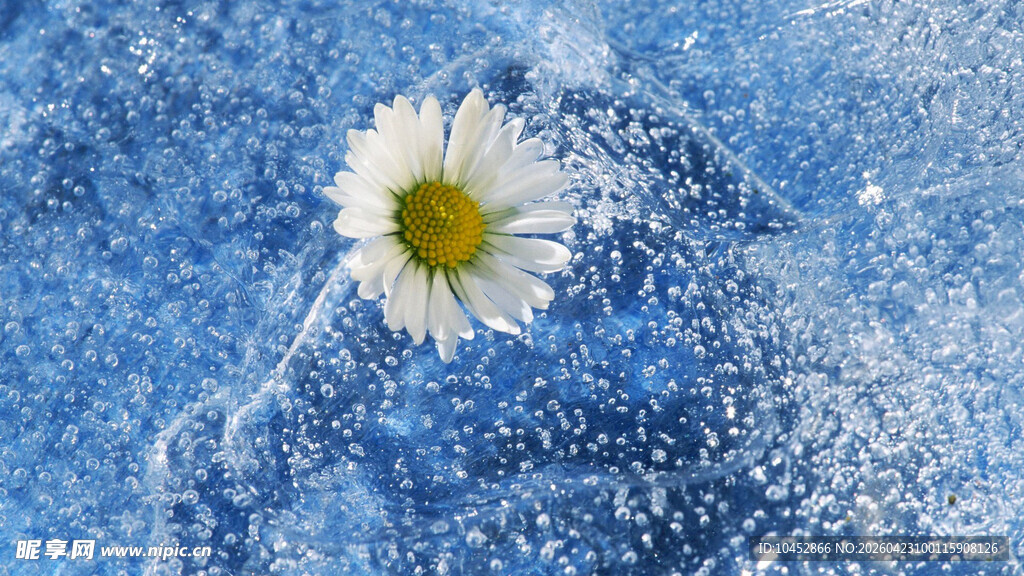 水中雏菊