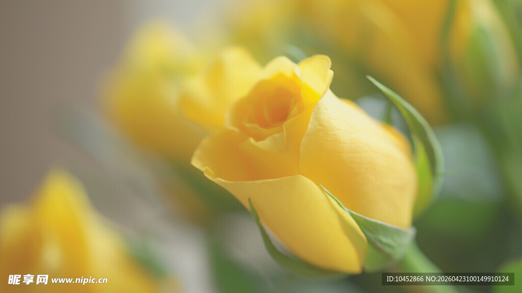 黄色娇艳玫瑰花特写