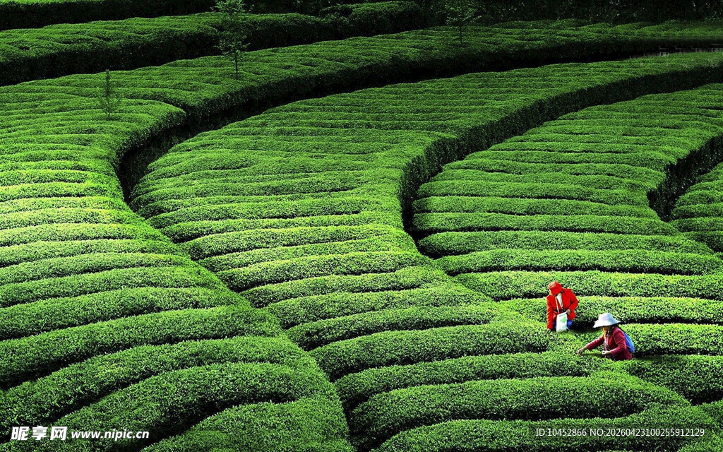 茶园劳作美景