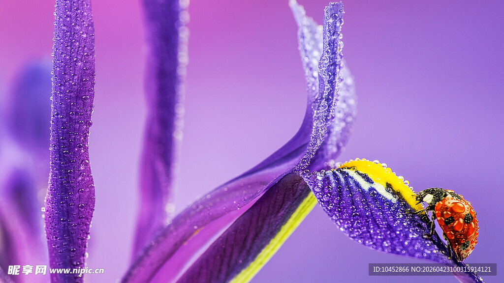 紫花上的瓢虫特写