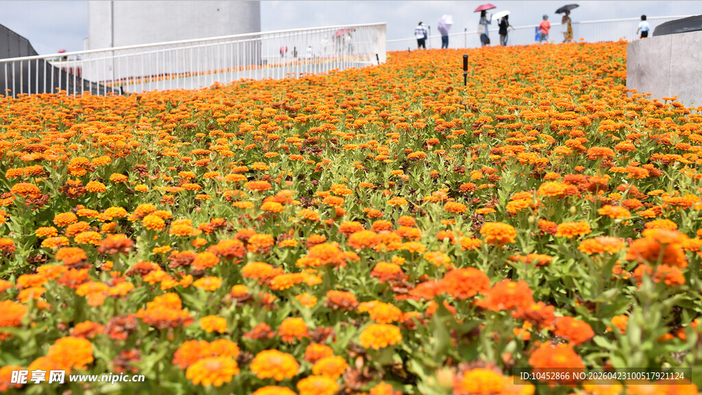 绚烂花海