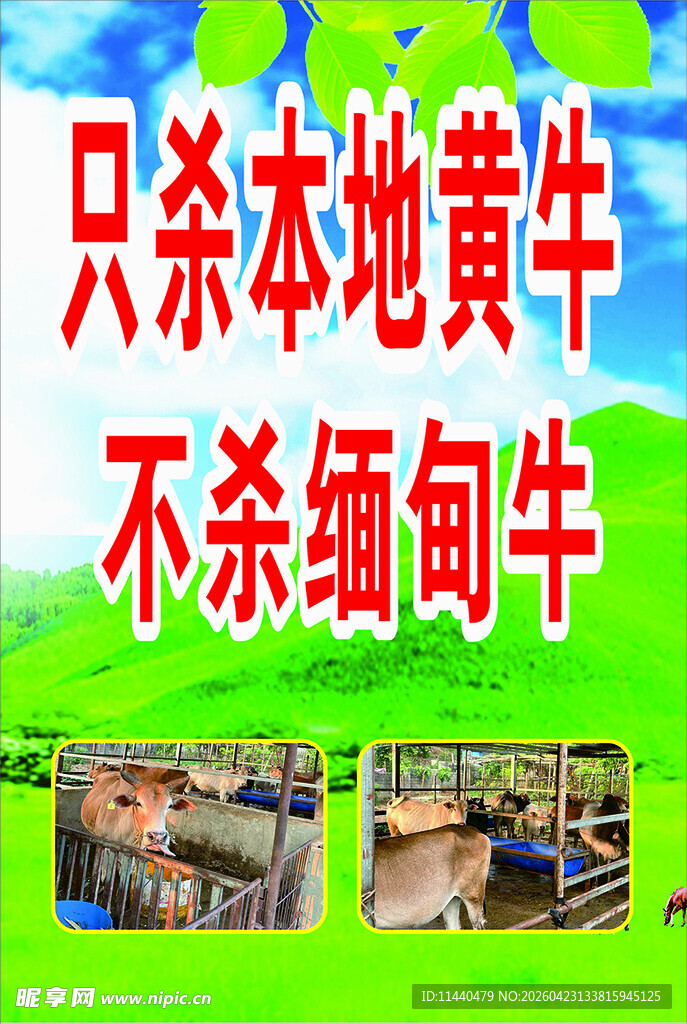 只杀本地黄牛不杀缅甸牛