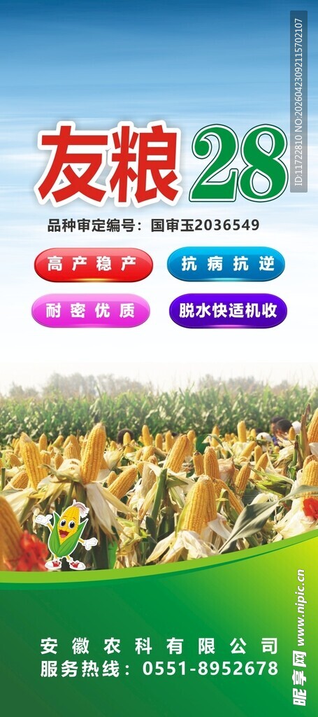 友根28玉米种子宣传图
