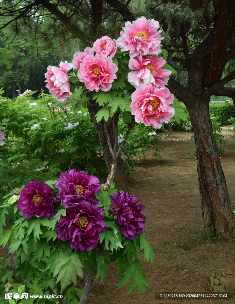一株双色