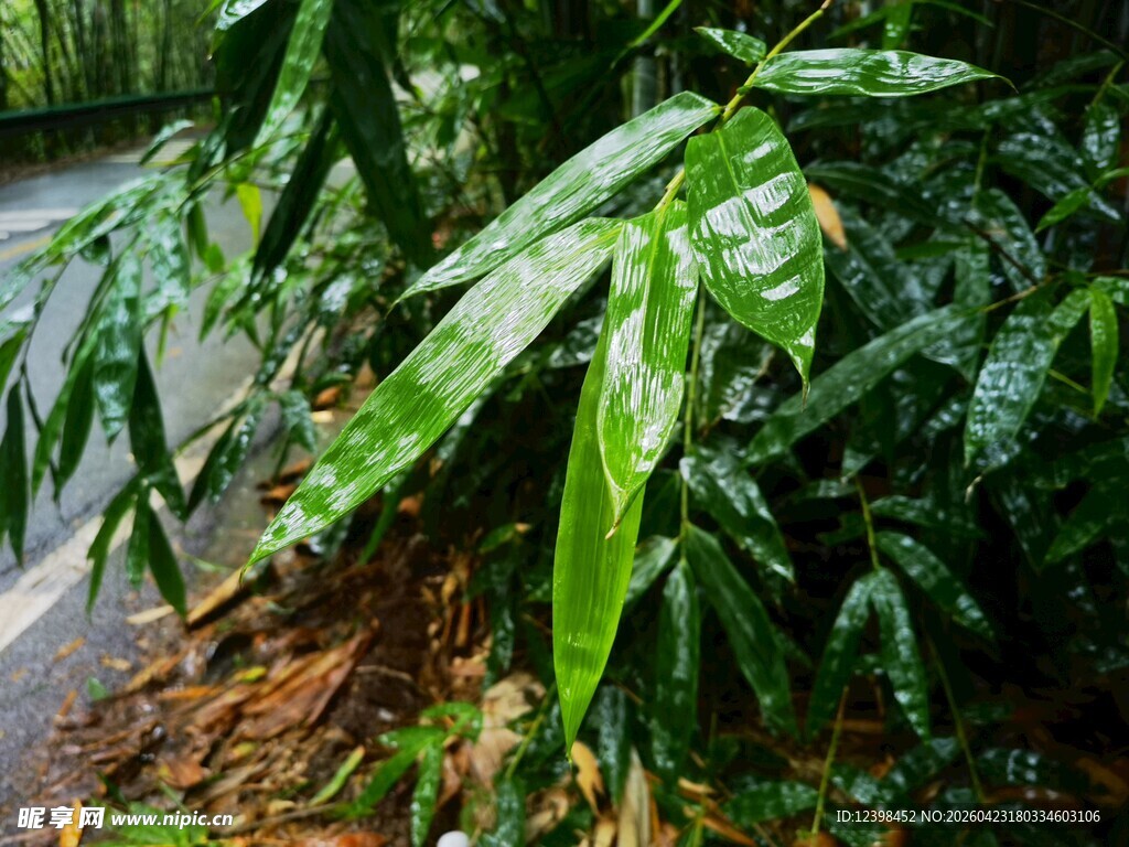 路边翠绿欲滴的植物叶片