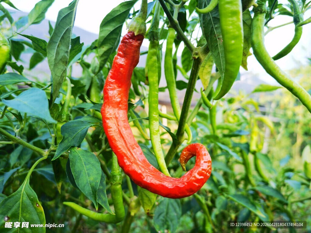 弯曲红辣椒挂于绿枝间