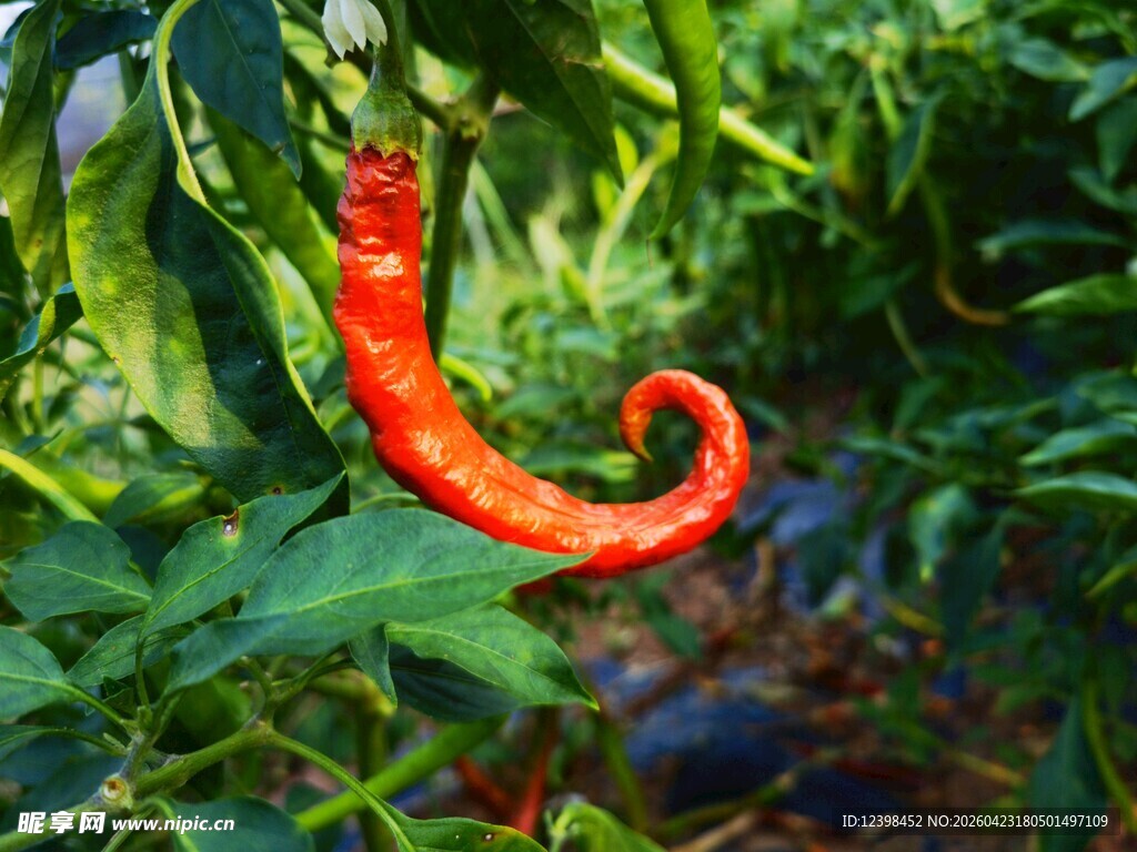 弯曲红辣椒挂于绿叶间