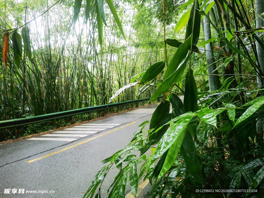 林间幽径绿意盎然