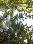 湖畔树影倒映静谧水景