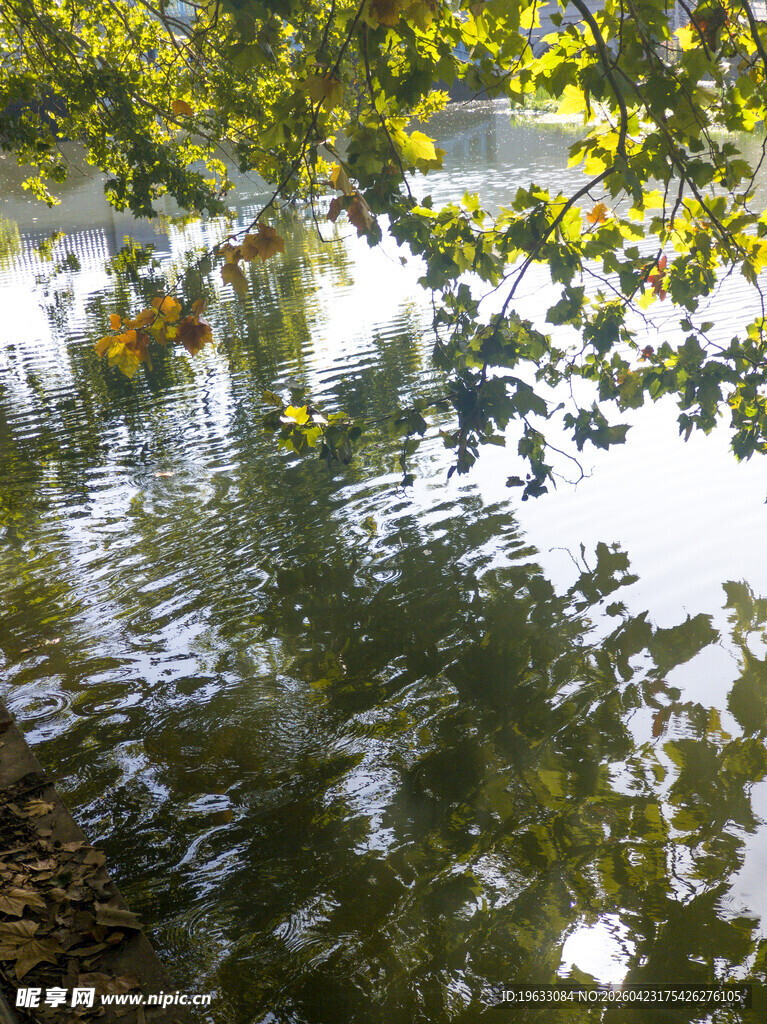 湖畔树影倒映静谧水景