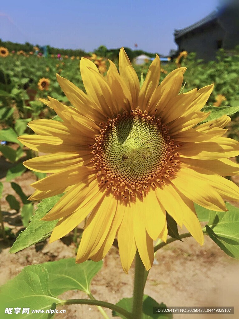 田野中的灿烂向日葵