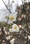 枝头绽放的洁白梅花