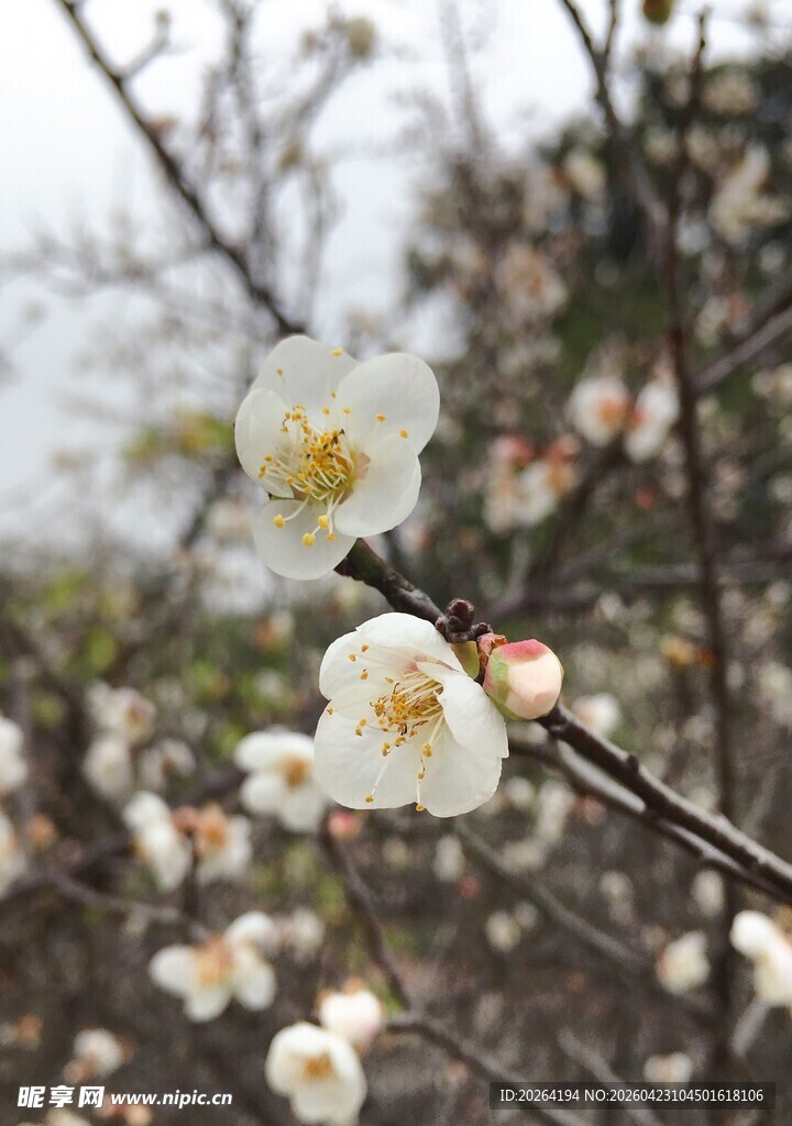 枝头绽放的洁白梅花