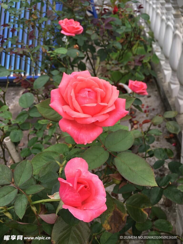 娇艳粉色月季花绽放 玫瑰花