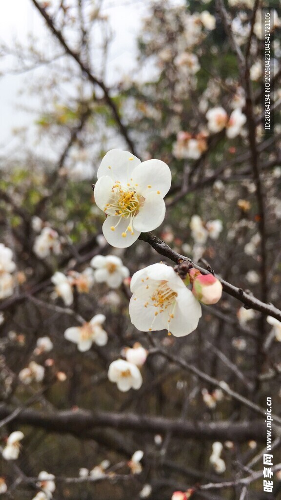 枝头绽放的素雅白梅花