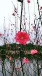 湖畔绽放的娇艳粉色花朵