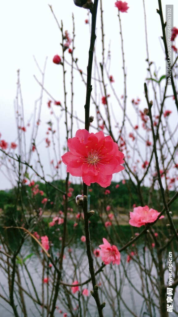 湖畔绽放的娇艳粉色花朵