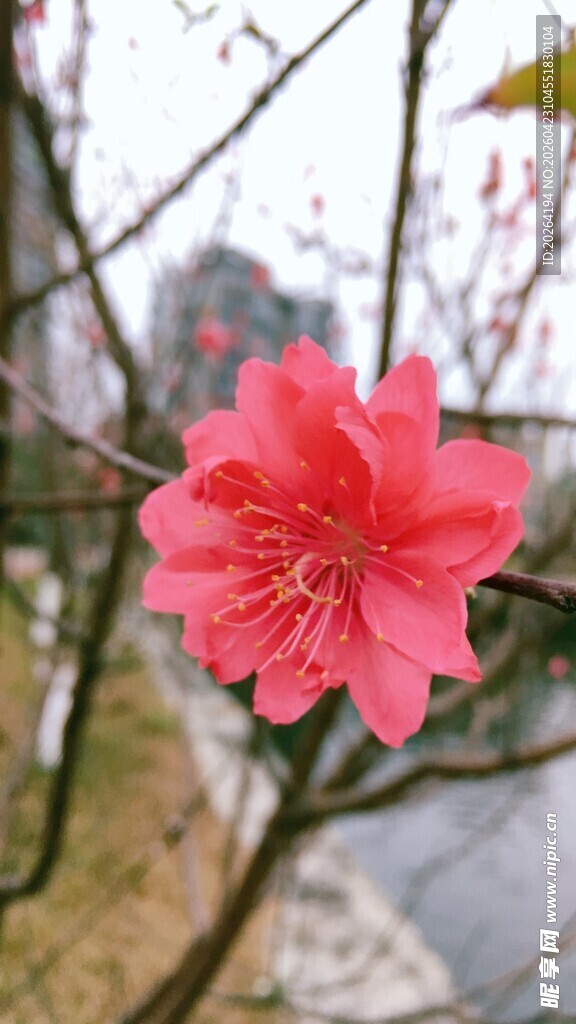 娇艳红樱绽放枝头