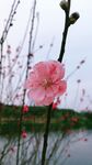 湖畔粉桃初绽 桃花